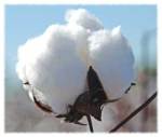 cotton boll