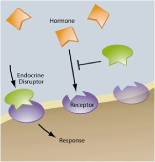 endocrine disruptor